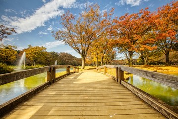 Fototapeta na wymiar Yoyogi Park in Tokyo, Japan