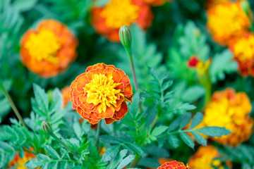 Marigolds shades of yellow and orange, Floral background (Tagetes erecta, Mexican marigold, Aztec marigold, African marigold).