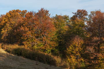 Fototapeta premium Autumn scenery in the Ukrainian Carpathian Mountains with a tourist girl with a backpack