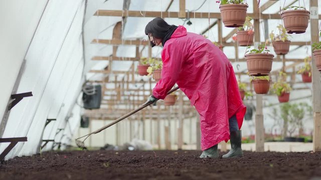 Full length side view shot of young female Asian worker in pink raincoat loosening soil with rake in commercial greenhouse garden, low angle view