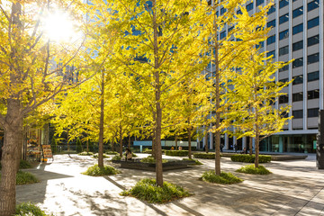 (東京都ｰ都市風景)オフィスビル街の秋５