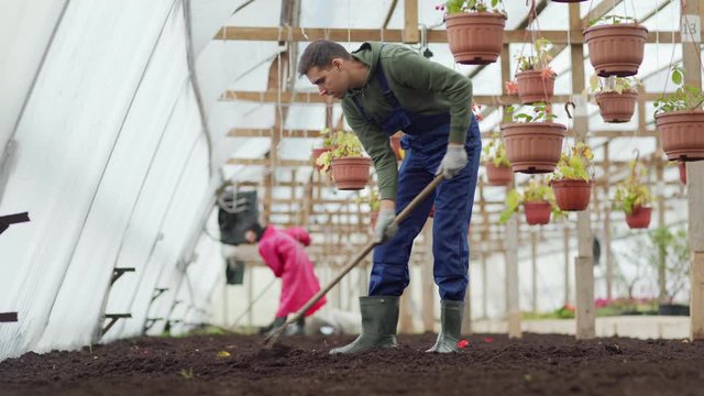 Full length shot of young male gardener in uniform and rubber boots loosening soil with rake in commercial greenhouse, his female coworker working in background