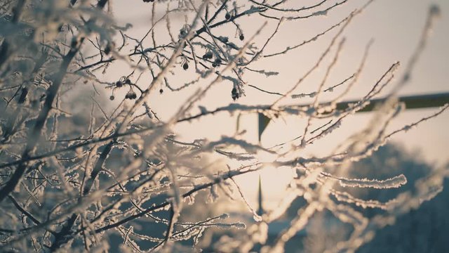 amazing thin tree twigs covered with fresh white snow in cold winter park against sunset light