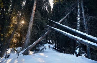 Fototapety na wymiar - Fototapeta24.pl