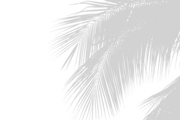 Minimal blur background coconut shadow palm leaves on the white wall. - obrazy, fototapety, plakaty