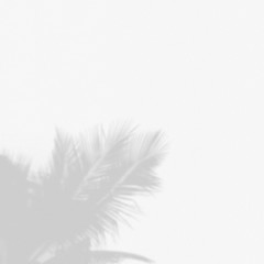 Minimal blur background coconut shadow palm leaves on the white wall.