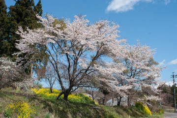 Fototapeta premium 桜と菜の花
