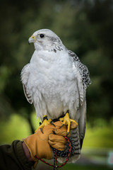 A White  Falcon which is used for hunting