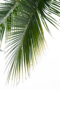 Minimal background of coconut palm leaves on the wall with shadow.