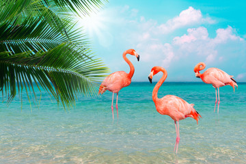 Vintage and retro collage photo of  flamingos standing in clear blue sea with sunny sky summer season with cloud and green coconut tree leaves in foreground.