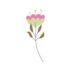Isolated flower drawing vector design