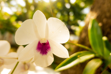 orchids,white orchids is considered the queen of flowers in Thailand.