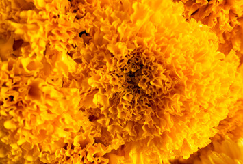 yellow Chrysanthemum flowers