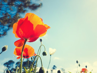 Fototapeta premium Red poppy on a background of blue sky, image with retro toning