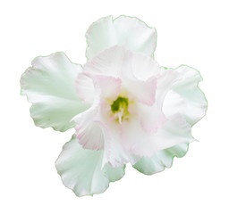 Obraz premium Azalea blooming flowers On white background