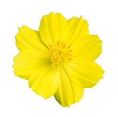 Yellow chrysanthemum on a white background.