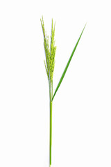 Fototapeta na wymiar green rice with leaf, ears of jasmine rice, paddy rice isolated on white background