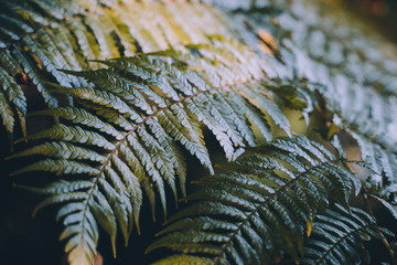 Ferns leaves