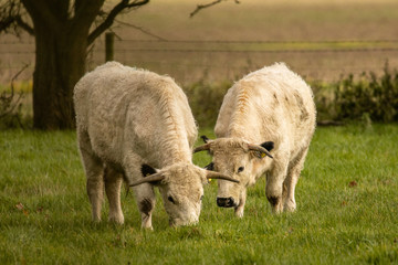Naklejka na ściany i meble White park rare breed cattle