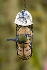 Blue tit at a feeder in autumn