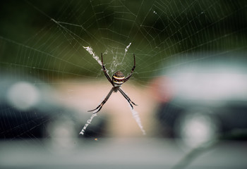 Spider on its Web