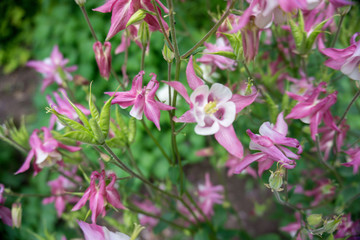 Obraz premium 2019 exotic flowers pink white nature garden beautiful spring new zealand 