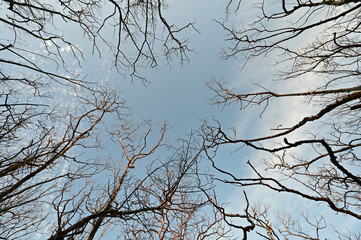 Mangrove Trees devastated by Hurricane Irma in 2017 in Everglades national Park, Florida.