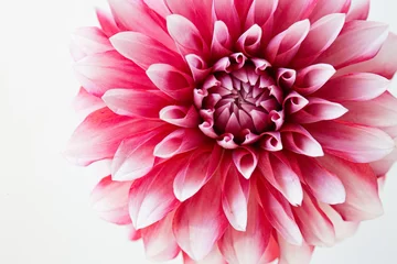 Badkamer foto achterwand ダリアの花 © yamak2
