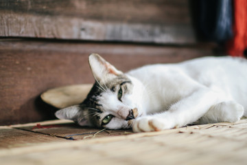 The cute little brown and white cat sleeping on on the wooden floor of the house looking into the frame lying down and resting