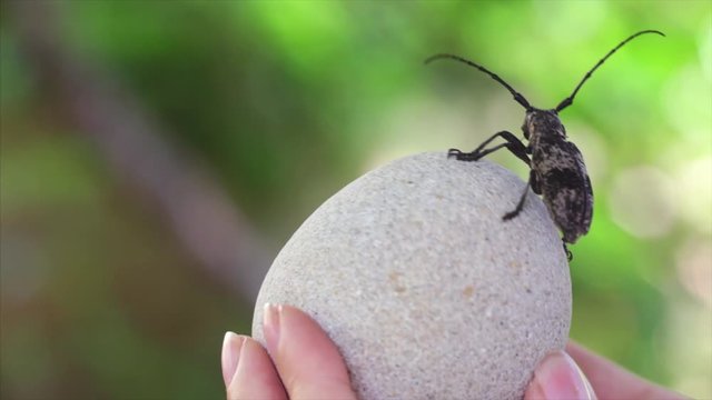 Beetle runs on a rotating round stone. Samsara Wheel Abstract. Samsara means "wandering" or "world", with the connotation of cyclic, circuitous change