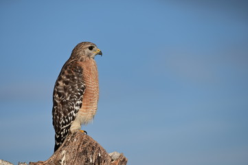 Red-shouldered Hawk - Buteo lineatus - perched on dead log in Everglades National Park, Florida with clear blue sky in background.