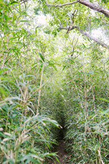 Bamboo forest with dirt path that disappears into dense foliage