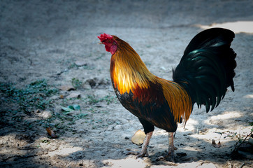 Close Up of rooster perfect shot, Rooster as a pet of thai people