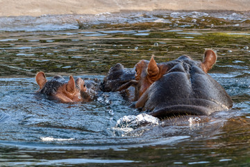 Fototapeta premium hippopotamus - (Hippopotamus amphibius) In the water with baby Hippo