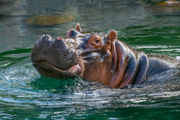 hippopotamus - (Hippopotamus amphibius) In the water - obrazy, fototapety, plakaty
