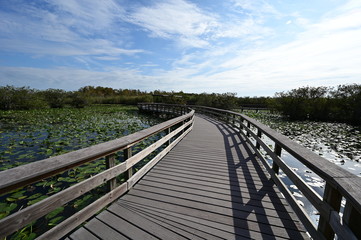 Fototapeta na wymiar Anhinga Trail Boardwalk over ponds covered in lily pads in Everglades National Park, Florida on a sunny winter morning.