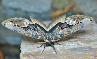 Butterfly (Brahmaea tancrei) 3