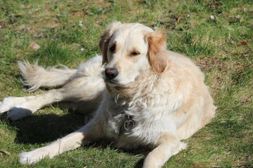 golden retriever on grass