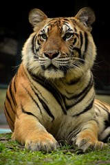 Fototapeta premium tiger in zoo