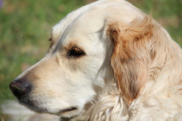 portrait of a dog