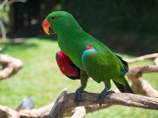 Indonesia, november 2019: The eclectus parrot (Eclectus roratus), portrait of the green male eclectus with color background.