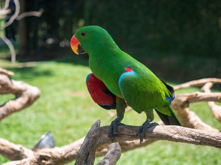 Indonesia, november 2019: The eclectus parrot (Eclectus roratus), portrait of the green male eclectus with color background.