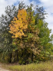  beautiful autumn tree