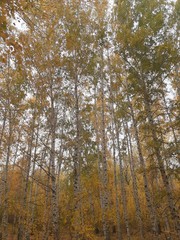  yellow birch trees flying to the sky