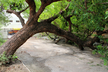 Fallen tree on the road during springtime.