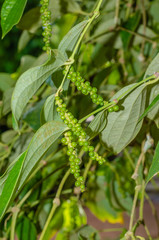 Pepper Tree (botanical name is Piper Nigrum) In Natural Garden.