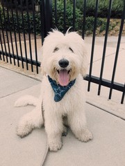 A friendly Golden Doodle Puppy smiling for the camera