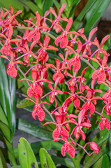 Red Orchid Flower is Blooming in Botanical Garden.