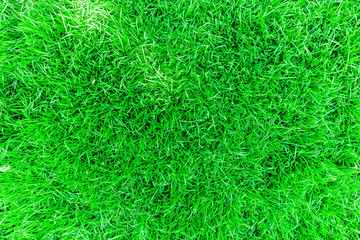 Close up top view Green grass texture background, Park green lawn texture