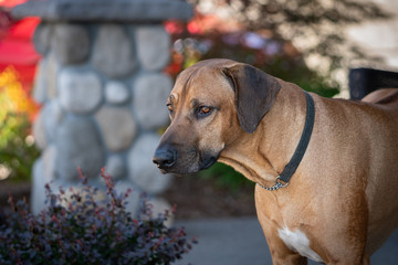 Portrait of handsome Rhodesian Ridgeback Dog